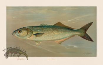 Bluefish